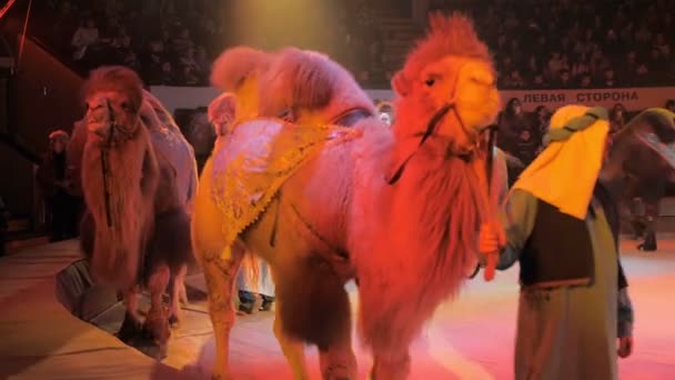 Vystoupení velbloudů na Cirkusové výstavě