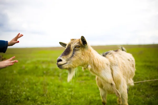 Cabra ruiva adulta pastando em um prado . — Fotografia de Stock