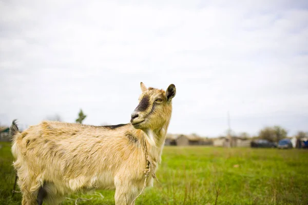 Cabra ruiva adulta pastando em um prado . — Fotografia de Stock