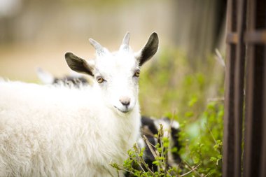 Genç keçi çayırda otluyor..