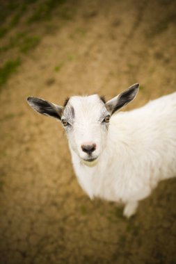 Genç keçi çayırda otluyor..