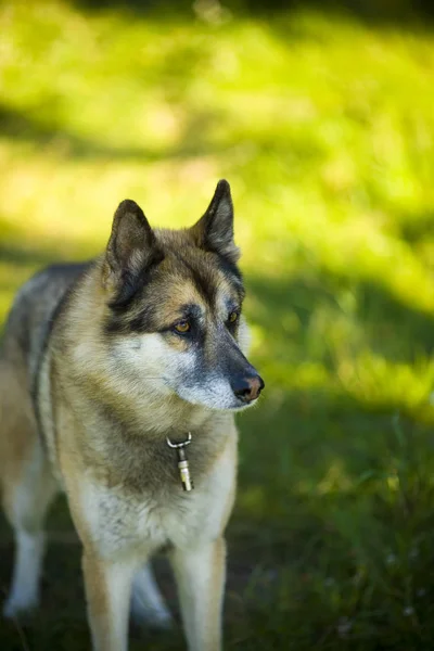 Porträt eines erwachsenen Hundes in der Natur. Schäferhund und Husky — Stockfoto