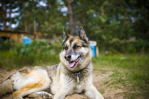 Portret van een volwassen hond op de natuur. Gemengde herder en Husky — Stockfoto