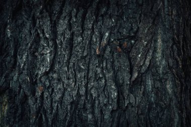 Yeşil yosunlu eski ağaç kabuğu dokusu