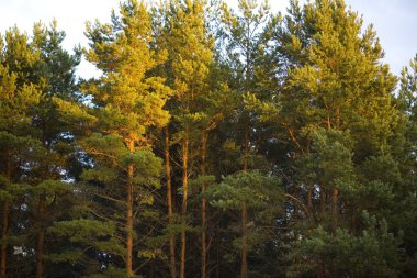 The tops of pine trees at sunset clipart