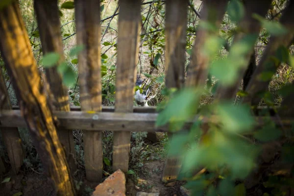 My neighbor\'s cat visits to the cat through a hole in the fence