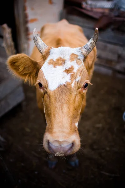 Retrato de una vaca roja. Ella mira a la cámara —  Fotos de Stock