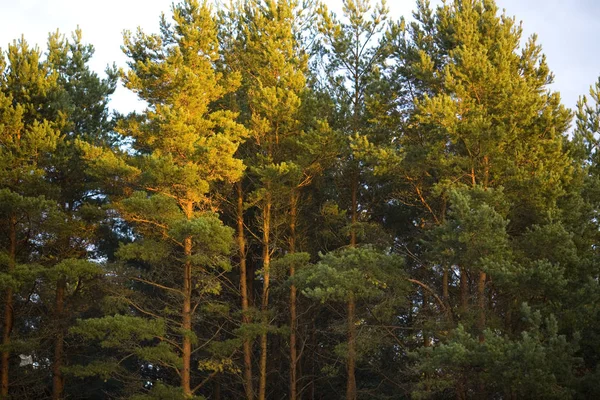 The tops of pine trees at sunset — Stock Photo, Image