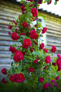 Bir çalı karşı bir köy evinin zemin kırmızı gül