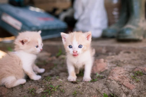 Two little funny kitten. One of them shows the pull tab — Stock Photo, Image