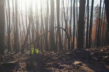 Portekiz yangından sonra yanmış ormanı