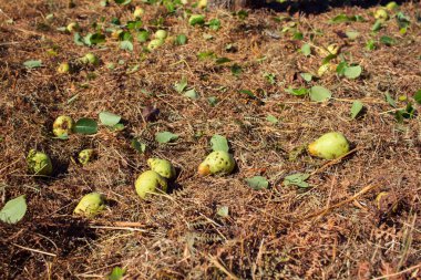 taze organik armut çim