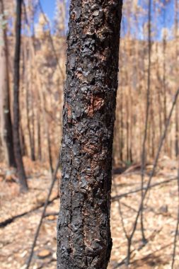 Portekiz yangından sonra yanmış ormanı
