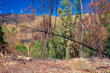 Portekiz yangından sonra yanmış ormanı