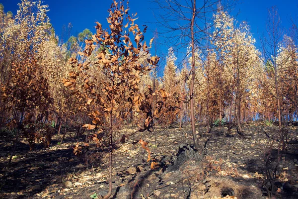 Portekiz yangından sonra yanmış ormanı