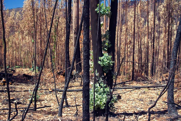 Bosque quemado después del incendio en Portugal — Foto de Stock
