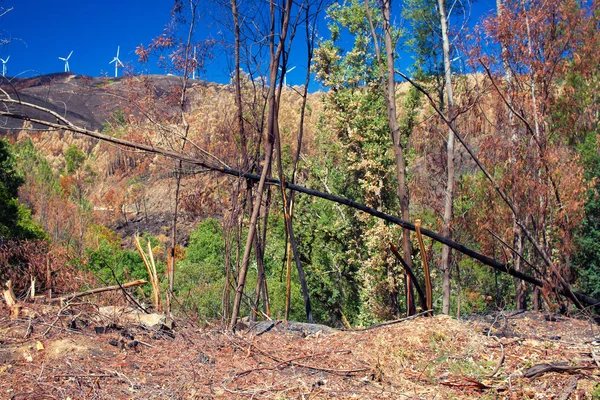 Portekiz yangından sonra yanmış ormanı