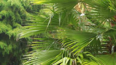 yağmur, palmiye ağacı ile su damlaları