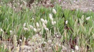 Kuru bitkiler kuvvetli rüzgar ile