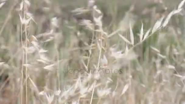 Dry plants with strong wind — Stock Video
