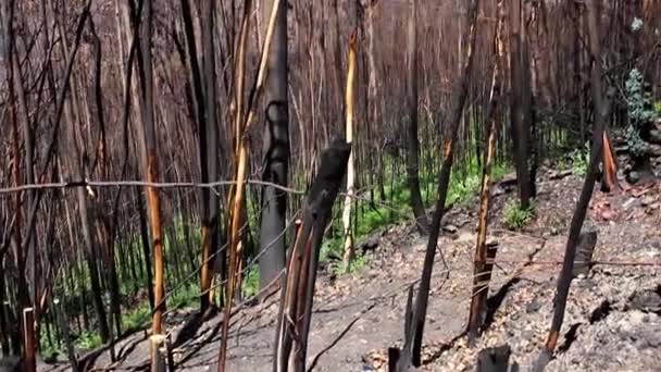 Burned forest after fire in Portugal — Stock Video