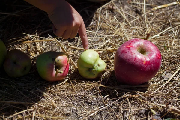 Manzanas y manos niño —  Fotos de Stock