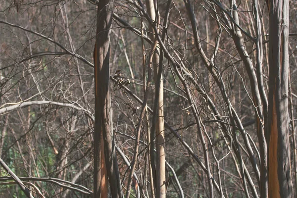 Portekiz'de orman yakmak