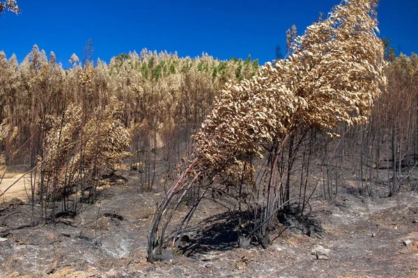 Portekiz'de orman yakmak