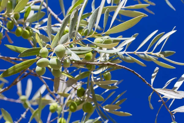 Zeytin mavi gökyüzü ile zeytin ağacı üzerinde