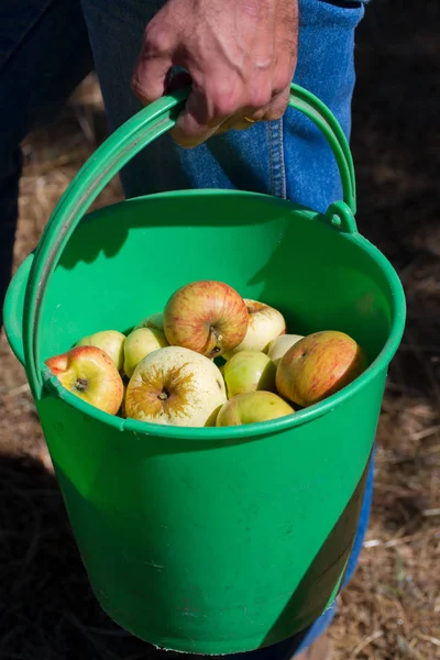 Manzanas frescas en canasta verde —  Fotos de Stock