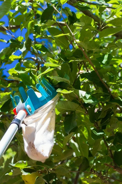 Picking apples in garden — Stock Photo, Image