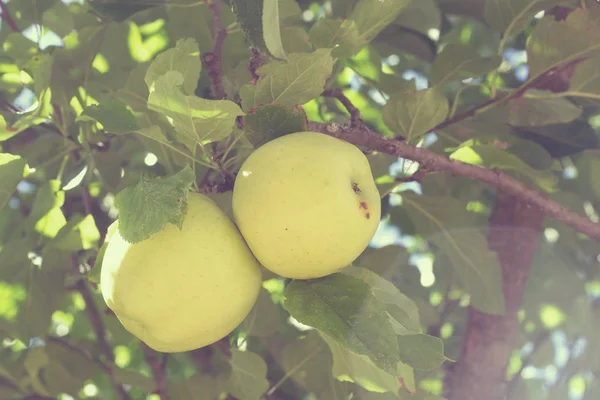 Mele fresche su melo — Foto Stock