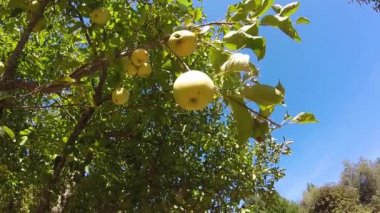 elma elma ağacı mavi gökyüzü ile üzerinde