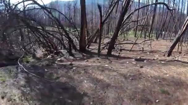 Yaz aylarında yangından sonra Portekiz'de orman — Stok video