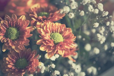 güzel turuncu kasımpatı çiçekleri 