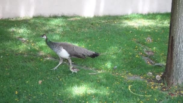 Pavo Real Con Niños Zoológico — Vídeo de stock