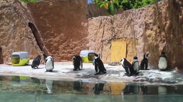 Pinguins Animais Zoológico — Vídeo de Stock