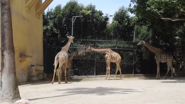 Жирафы Зоопарке Животные Фауна — стоковое видео