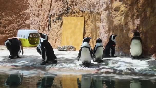 Животные Пингвинов Зоопарке — стоковое видео
