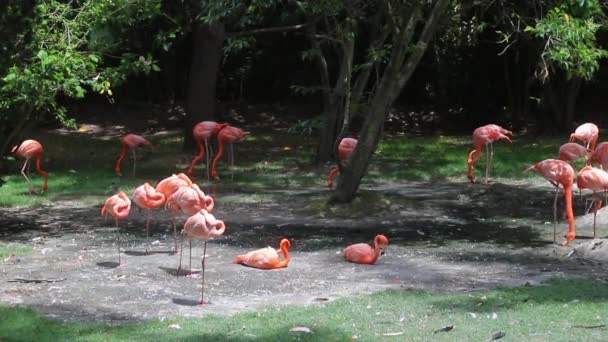 Vackra Flamingos Djurparken — Stockvideo