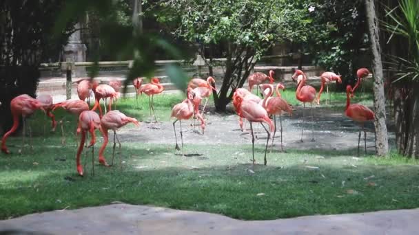 Красивые Фламинго Зоопарке — стоковое видео
