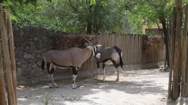 Antylopy Gemsbuck Oryx Gazella — Wideo stockowe