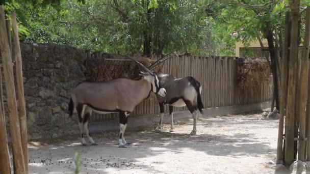 Antilopes Gemsbuck Oryx Gazella — Video