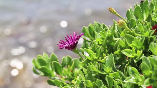美丽的海滩背景上的花朵 — 图库视频影像