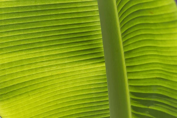 stock image close up of Banana leaf 