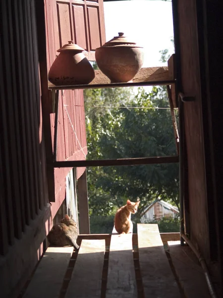 Iki kedi bir Tay ahşap evde oturmak — Stok fotoğraf