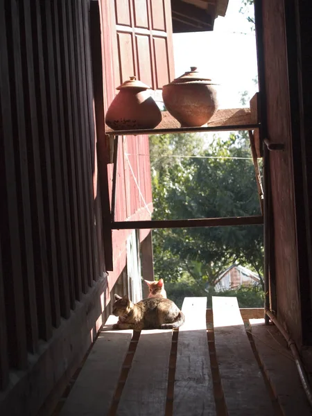 Две кошки сидят в тайском деревянном доме — стоковое фото