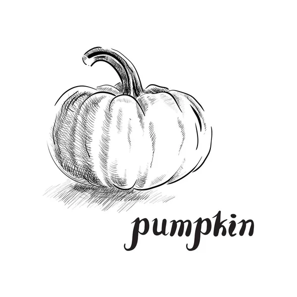 Freehand Ink Pumpkin — Stock Vector