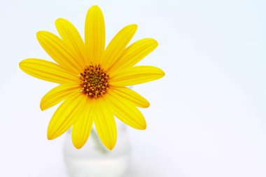 Beyaz arkaplanda izole edilmiş sarı çiçek