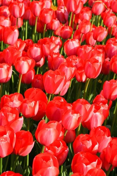 Červený Tulipán na zahradu — Stock fotografie